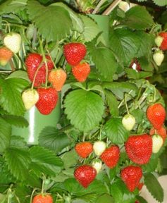 strawberries garden