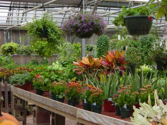 greenhouse garden
