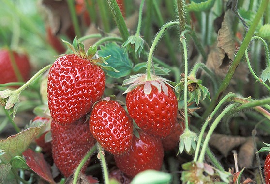 growing strawberry