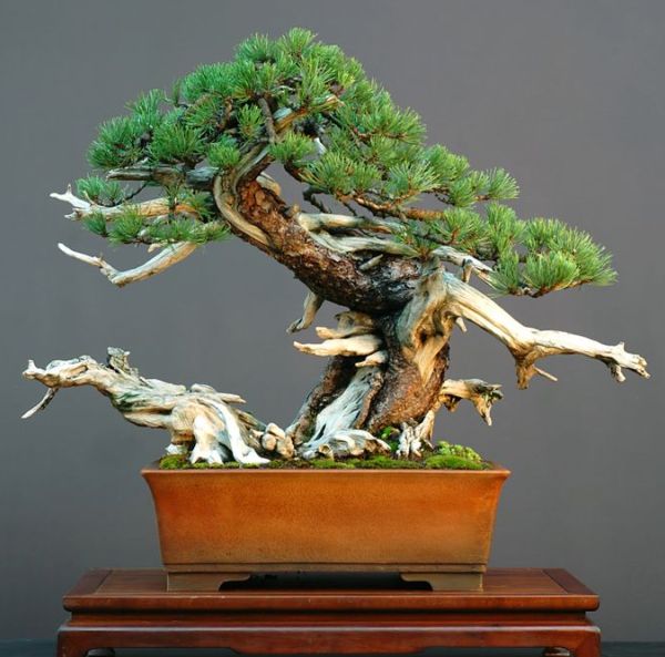 outdoor bonsai