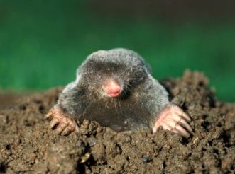 yard moles