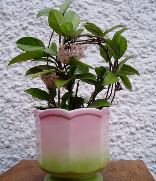 Hoya in flower plant
