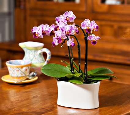 Mini Moth Orchids  plant
