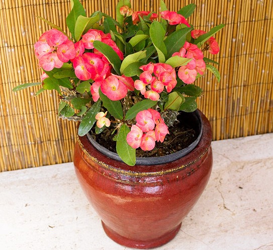 Crown-of-Thorns plant