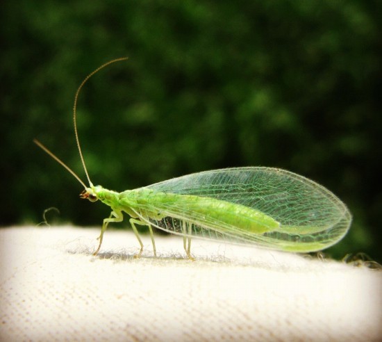 green lacewings