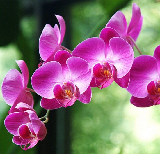 orchid care mistakes that you can avoid