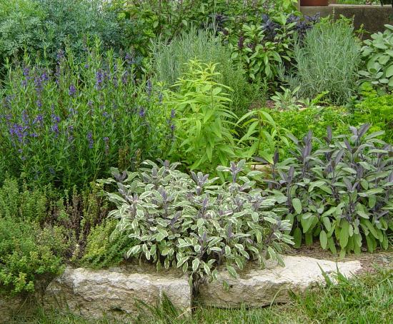 how to take care of your herb garden