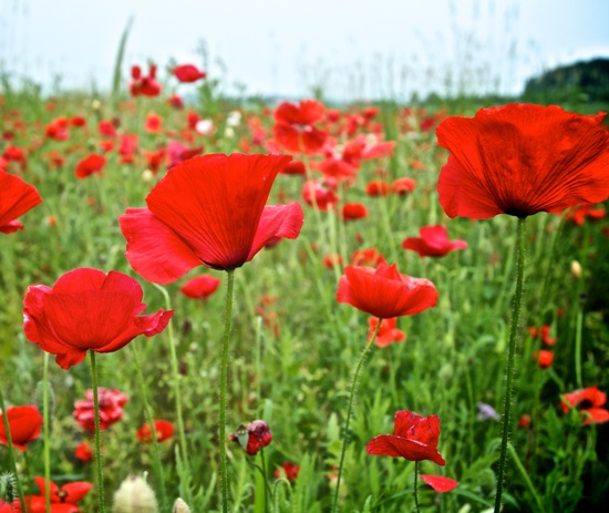 tips that can help you with growing poppies